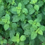 Lemon Balm Seeds (Melissa officinalis) ~Traditional Herb Pollinator Garden Garden Plants