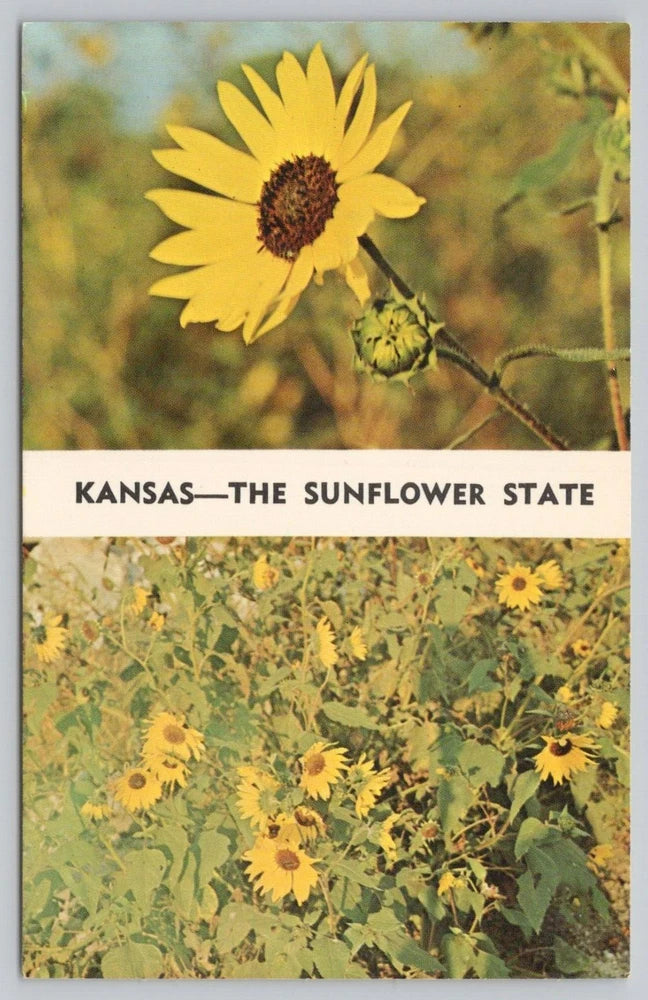 Kansas sunflower postcard: yellow bloom with text 'KANSAS—THE SUNFLOWER STATE'.
