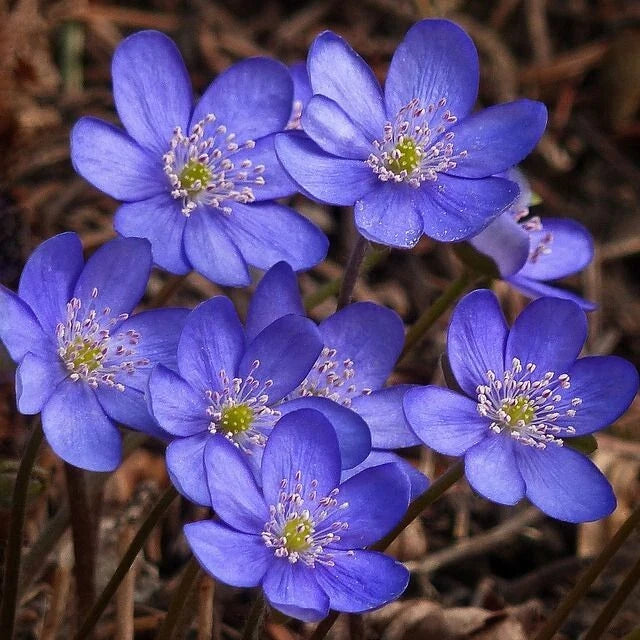Hepatica (Anemone hepatica) | Bare-root Flowering Plants
