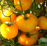 AZOYCHKA TOMATO SEEDS 50+ INDETERMINATE vegetable GARDEN Russian Heirloom Garden Plants