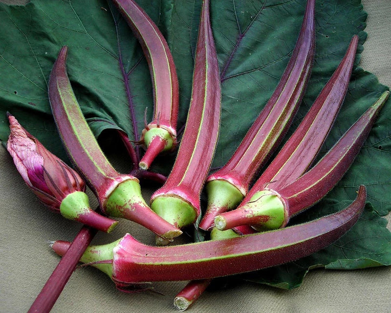 75 RED BURGUNDY OKRA SEEDS FRESH FOR GARDENS Garden Plants