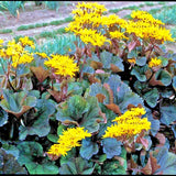 20 OTHELLO LIGULARIA SEEDS-  Ligularia dentata ÔOthelloÕ Flowering Plants