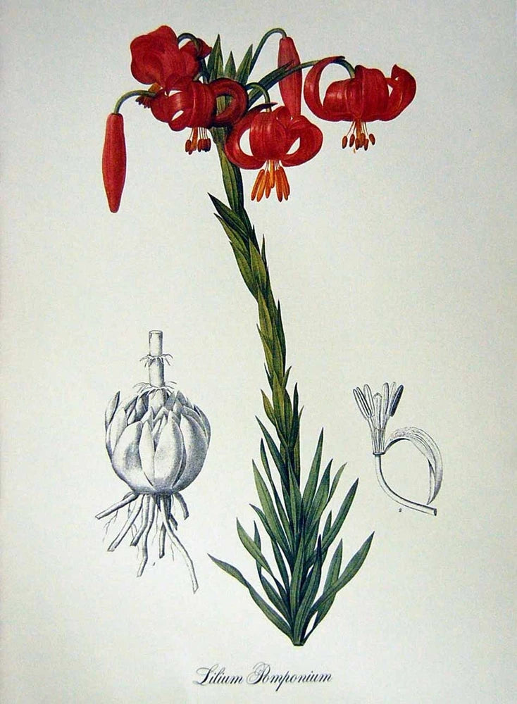Original Old Vintage Print Flowers 1982 Lily Lilium Pomponium Red Green Plant Lily