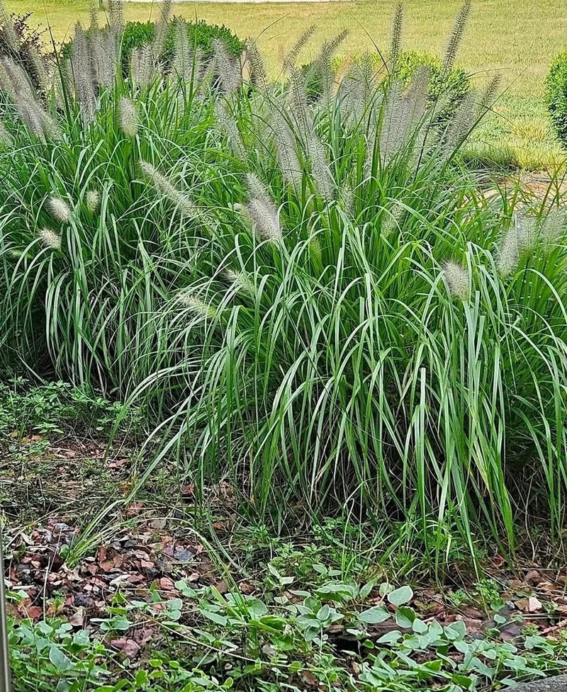Live Fountain Grass Clump Ð Hardy Ornamental Perennial Ð Pennisetum... Pampas Grass