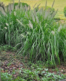 Live Fountain Grass Clump Ð Hardy Ornamental Perennial Ð Pennisetum... Pampas Grass