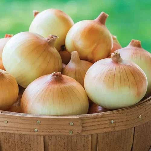 500+ Candy Onion Seeds for Garden Planting - USA - FREE SHIPPING! Garden Plants