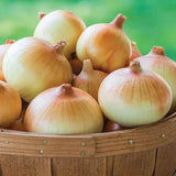500+ Candy Onion Seeds for Garden Planting - USA - FREE SHIPPING! Garden Plants