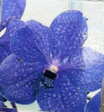 Orchid - Vanda Pakchong Blue (Doctor Anek x coerulea) Hybrid Orchids