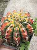 Gymnocalycium anisitii variegata cactus plants potted Plants Garden Bonsai 7-9cm Garden Plants