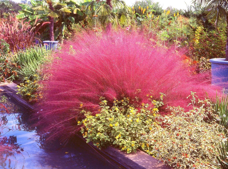 40 PINK MUHLY GRASS Cotton Candy Grass Muhlenbergia Capillaris Native Seeds Pampas Grass