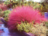 40 PINK MUHLY GRASS Cotton Candy Grass Muhlenbergia Capillaris Native Seeds Pampas Grass