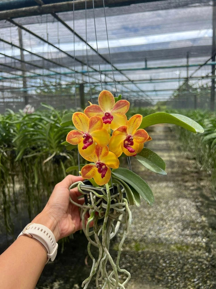 Dried orchid flower cluster with yellow petals and red centers, held in hand