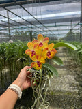 Fragrant Rhynchostylis Ploenpit Prize Orchid: Rare Thai Hybrid Dried Flower