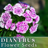 500+ Regal Orchid Dianthus Seeds US SELLER Annual Flowers Seed Carnation Bulk Carnation