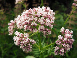 250 VALERIAN (Garden Heliotrope / Heal All) Valeriana Officinalis Herb Flower Se Garden Plants