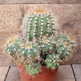M104 GYMNOCALYCIUM CHACOENSE VERY OLD pot14-H13-W20 cm MaMa Cactus Green Plant