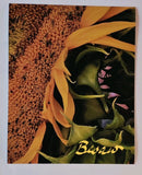 Fine Art Photo Print Sunflower NEW 8X10 Sunflower