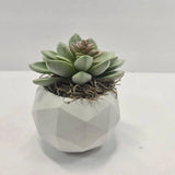 Handmade Faux Succulent Arrangement in White Geometric Planter Modern Decor Green Plant