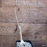 D891 FIKUS BURKEI pot10-H37-W4 cm MaMa Cactus Green Plant