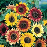 20 Autumn Beauty Sunflower Seeds Plants Garden Planting Colorful Rare Bonsai or Garden Plants
