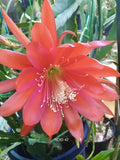 1 epiphyllum cutting RED ORANGE 42 Orchids