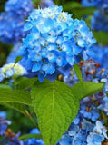 20 SEEDS for Royal Blue HYDRANGEA RARE flower exotic bush plant USA Seller 10B Hydrangea