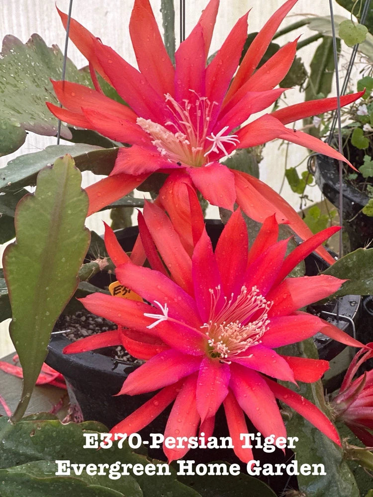 Red orchid cactus blooms in dark starter pot, star-shaped flowers