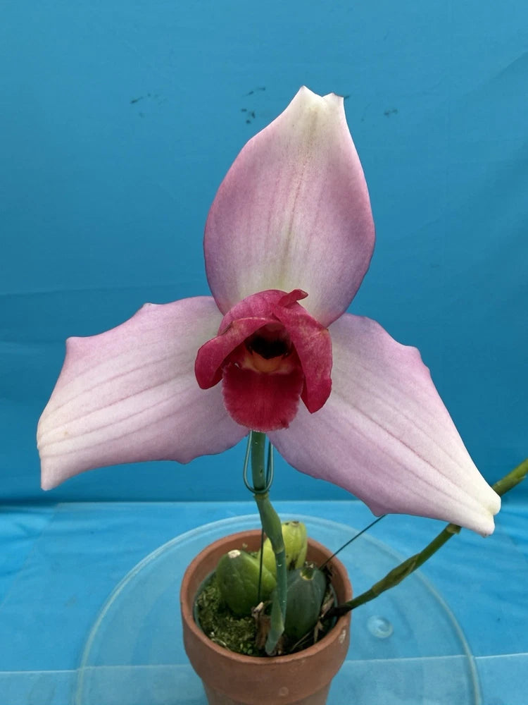 Potted orchid with pale pink petals and a deep red center, in a brown pot