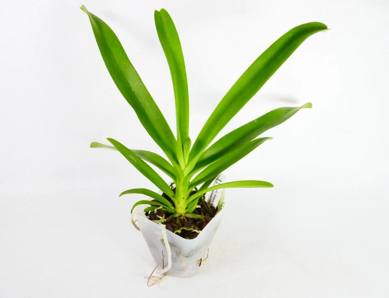 Potted orchid plant with upright green leaves in a small pot