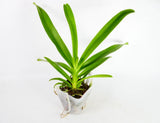 Vanda Orchid ~ Ascda. Kultana 'Brown' x V. Kultana Voiletta ~  4" Pot Bloom Size Orchids