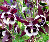 COLUMBINE WILLIAM GUINNESS Aquilegia Vulgaris - 500 Bulk Seeds Garden Plants