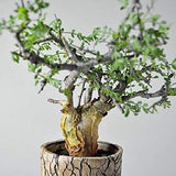 Guggul TREE  Commiphora wightii fragrant resin bonsai rare myrrh seed  5 seeds Flowering Plants