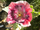 1 OZ Turkish Blue POPPY seeds USDA Organic ounce 30 grams Flowering Plants