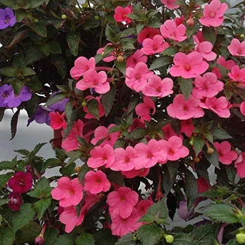 Pretty  Imported  Achimenes Pink  Flower Bulbs  Pack of 2  bulbs Ranunculus