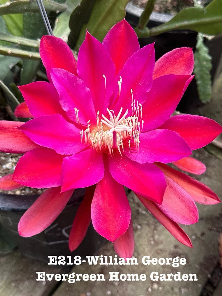 Epiphyllum orchid cactus in starter pot with bright pink-red orchid bloom