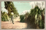 Postcard California Papas Grass Flowering Plant Cortaderia Selloana Man w/ Bike Pampas Grass