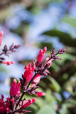 10 Organic California HUMMINGBIRD SAGE Salvia Spathacea Magenta Red Flower Herb Flowering Plants