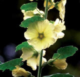 YELLOW 11 FT TALL GIANT DANISH HOLLYHOCK  FLOWER SEEDS 35+ Flowering Plants