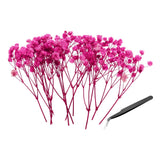 30 Pcs Dried Gypsophila Flower 4" Rose Red Pressed Flowers with Tweezer Dried Flower