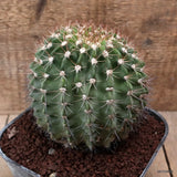 D7474 ACANTHOCALYCIUM SPINIFLORUM pot16-H14-W14 cm MaMa Cactus Green Plant