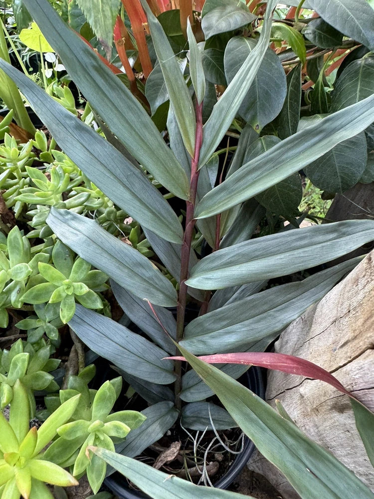 Ginger ÔRed ReubenÕ (Alpinia Purpurata) Orchids