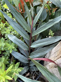 Ginger ÔRed ReubenÕ (Alpinia Purpurata) Orchids