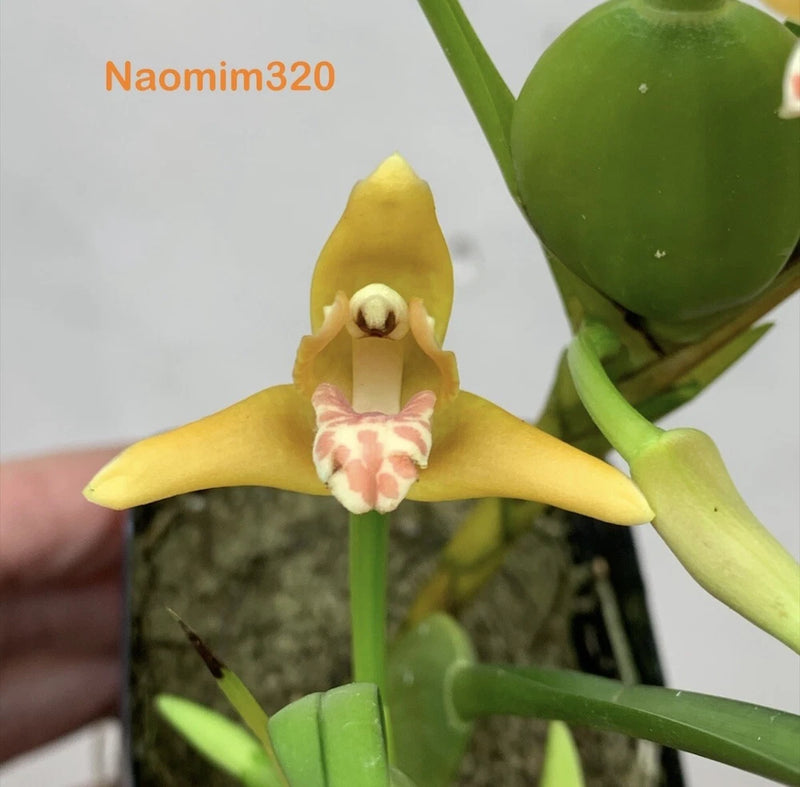 Maxillaria Tenuifolia  ÔYamadaÕ Large Extremely fragrant Bloom size Orchids