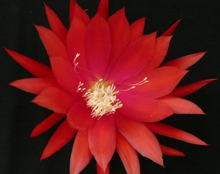 Red epiphyllum orchid cactus flower with long pointed petals and yellow stamens