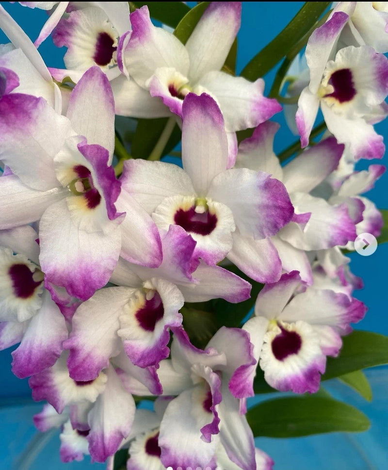 Purple-and-white orchid blooms with dark maroon centers and ruffled petals