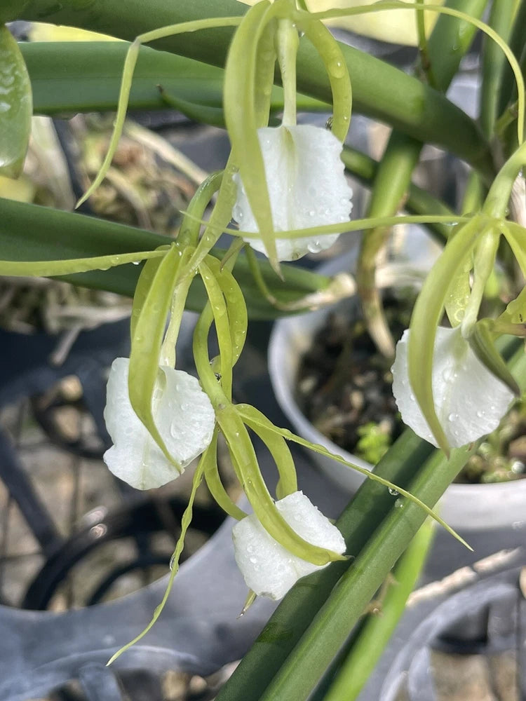 Orchid live species Brassavola cordata - 4" pot Orchids
