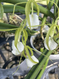 Orchid live species Brassavola cordata - 4" pot Orchids