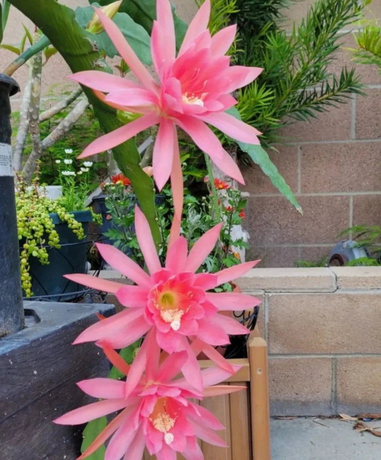 Salmon epiphyllum orchid live plant with pink star-shaped blooms in black pot