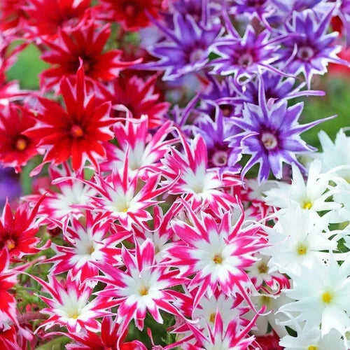 Twinkle Mix Phlox Seeds | Heirloom / Non-GMO | Free Shipping | Flower Seeds 1237 Flowering Plants