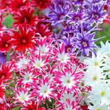 Twinkle Mix Phlox Seeds | Heirloom / Non-GMO | Free Shipping | Flower Seeds 1237 Flowering Plants